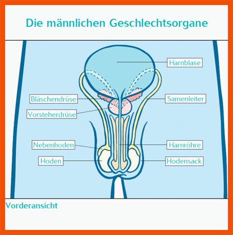 schwänze von männern|Männliche Geschlechtsorgane: Anatomie & Funktion .